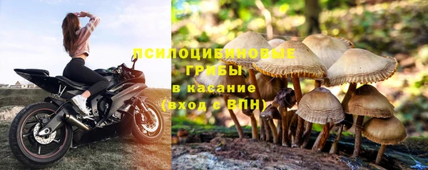 ПСИЛОЦИБИНОВЫЕ ГРИБЫ Белоозёрский